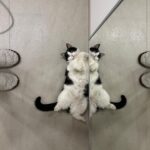 Stasya Miloslavskaya Instagram - помогите у меня раздвоение и нападение котоличности
