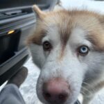 Stasya Miloslavskaya Instagram - я на севере была (нет,здесь не будет продолжения частушек сектора газа)