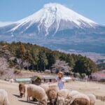 Stella Lee Instagram - SAVE AND SHARE FOR FUTURE TRAVEL 🇯🇵 I have always had a soft spot of farm in Japan but this one hits different! SAVE AND SHARE FOR FUTURE TRAVEL 🇯🇵 I have always had a soft spot of farm in Japan but this one hits different! It is a hidden gem amongst local in Fujinomiya, Shizuoka. A breathtaking vast landscape of sheep running around happily with Mount Fuji standing magnificently behind them 😍✨ To reach this farm, simply hop on Shinkansen to Shin Fuji station. There’s a direct bus straight from the station to the farm, and entrance fee is 1200 yen for an adult. There are many other animals at the farm such as Llama, horses, and cows 🐄 Would you be interested in visiting this farm in the future? @makainofarm_official