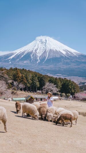 Stella Lee Instagram - SAVE AND SHARE FOR FUTURE TRAVEL 🇯🇵

I have always had a soft spot of farm in Japan but this one hits different! SAVE AND SHARE FOR FUTURE TRAVEL 🇯🇵

I have always had a soft spot of farm in Japan but this one hits different! It is a hidden gem amongst local in Fujinomiya, Shizuoka. A breathtaking vast landscape of sheep running around happily with Mount Fuji standing magnificently behind them 😍✨

To reach this farm, simply hop on Shinkansen to Shin Fuji station. There’s a direct bus straight from the station to the farm, and entrance fee is 1200 yen for an adult. There are many other animals at the farm such as Llama, horses, and cows 🐄 Would you be interested in visiting this farm in the future? @makainofarm_official