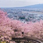 Stella Lee Instagram – Kawazu Sakura has reached its peak in Kanagawa area! Who’s in Japan now?? You should check out this early bloom sakura with pink petals 🌸🌸🌸