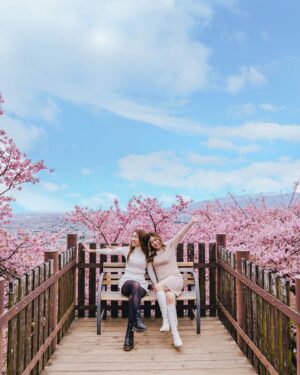 Stella Lee Instagram - Kawazu Sakura has reached its peak in Kanagawa area! Who’s in Japan now?? You should check out this early bloom sakura with pink petals 🌸🌸🌸