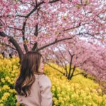 Stella Lee Instagram - Kawazu Sakura has reached its peak in Kanagawa area! Who’s in Japan now?? You should check out this early bloom sakura with pink petals 🌸🌸🌸