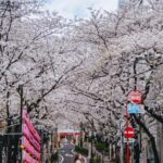 Stella Lee Instagram - My Spring Pilgrimage is to come back home to Japan for annual cherry blossom festival 🌸🌸🌸 In the last 10 years, Tokyo is my second home and I have explored all the top sakura spots in here. I even dedicated a list with GPS on SAKURA INSTAGRAM SPOTS on www.stellartravelguide.com - 100 Tokyo Spots 🇯🇵❤️ If you happen to be there, be sure to download the guide for easier coordination 😘✨