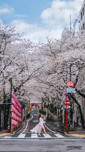 Stella Lee Instagram - My Spring Pilgrimage is to come back home to Japan for annual cherry blossom festival 🌸🌸🌸

In the last 10 years, Tokyo is my second home and I have explored all the top sakura spots in here. I even dedicated a list with GPS on SAKURA INSTAGRAM SPOTS on www.stellartravelguide.com - 100 Tokyo Spots 🇯🇵❤️ If you happen to be there, be sure to download the guide for easier coordination 😘✨