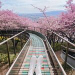 Stella Lee Instagram – Kawazu Sakura has reached its peak in Kanagawa area! Who’s in Japan now?? You should check out this early bloom sakura with pink petals 🌸🌸🌸