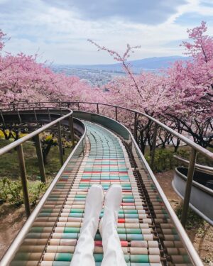Stella Lee Instagram - Kawazu Sakura has reached its peak in Kanagawa area! Who’s in Japan now?? You should check out this early bloom sakura with pink petals 🌸🌸🌸