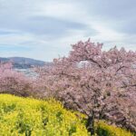 Stella Lee Instagram - Kawazu Sakura has reached its peak in Kanagawa area! Who’s in Japan now?? You should check out this early bloom sakura with pink petals 🌸🌸🌸