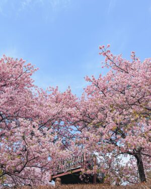 Stella Lee Instagram - Kawazu Sakura has reached its peak in Kanagawa area! Who’s in Japan now?? You should check out this early bloom sakura with pink petals 🌸🌸🌸