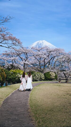 Stella Lee Instagram - SAVE AND SHARE for this year’s Japan’s Sakura Hunting 🌸

Here’s the scoop from a seasoned pro (that’s me!) after 10 years of chasing cherry blossoms in Japan:

🌸 Be a Weather Warrior: Sakura season is like Mother Nature’s surprise party. Dates shift based on weather, so keep tabs on forecasts and local updates.

🌸 Flexibility is Your Friend: Don’t be too married to your itinerary. Be ready to pivot your plans if the blooms decide to show up fashionably late.

🌸 Embrace the Spontaneity: Sometimes the best sakura spots aren’t the ones on the map. Wander off the beaten path and let the pink petals lead the way.

🌸 Eat, Drink, and Be Cherry: Dive into the deliciousness of sakura season with cherry blossom-inspired treats like sakura mochi and hanami bento. Your taste buds will thank you!

🌸 Snap and Share: Capture those picture-perfect moments under the blooms, my tips is to use macro lens such as 50mm to get tighter shot or if youre an iPhone user, use portrait mode 2-5x times to make your pics pop

Lets chase pink carpet again this year 🇯🇵🌸