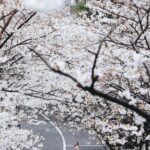 Stella Lee Instagram - This is probably the prettiest sakura video of me in 2024 and no one can convince me otherwise 😍🌸✨