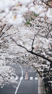 Stella Lee Instagram - This is probably the prettiest sakura video of me in 2024 and no one can convince me otherwise 😍🌸✨