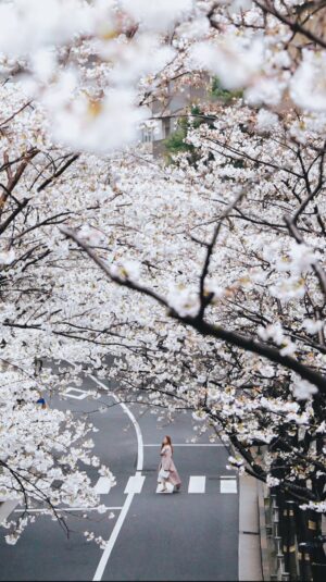 Stella Lee Instagram - This is probably the prettiest sakura video of me in 2024 and no one can convince me otherwise 😍🌸✨