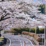 Stella Lee Instagram - I cant believe that we were the only one in this area! This spot is located near Taiseki-ji in Fujinomiya, Shizuoka. The whole street was decorated with full bloomed sakura trees lined up beautifully, as if it’s a dream 🌸 Some tips for sakura hunting : - Go to non touristy area, skip Tokyo-Kyoto-Osaka - Instead of Kawaguchiko, try Shizuoka, another prefecture where you can see Mt Fuji - Ask local friends and communities to find out which spot is blooming, as there might be some area which is still in bud shape and while others are full bloom - Use Instagram story to check the latest 24 hours condition of a certain place you want to go Who’s coming for Hanami this weekend? 🌸📸