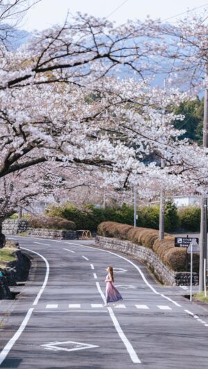Stella Lee Instagram - I cant believe that we were the only one in this area! This spot is located near Taiseki-ji in Fujinomiya, Shizuoka. The whole street was decorated with full bloomed sakura trees lined up beautifully, as if it’s a dream 🌸

Some tips for sakura hunting :
- Go to non touristy area, skip Tokyo-Kyoto-Osaka
- Instead of Kawaguchiko, try Shizuoka, another prefecture where you can see Mt Fuji 
- Ask local friends and communities to find out which spot is blooming, as there might be some area which is still in bud shape and while others are full bloom
- Use Instagram story to check the latest 24 hours condition of a certain place you want to go

Who’s coming for Hanami this weekend? 🌸📸