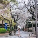 Stella Lee Instagram - Because sakura is there if you know where to look 🌸✨ This year, finding sakura has been the most challenging for me in the last 10 years. They’re blooming very late and not at the same time. Some places still have buds, while others are almost in full bloom. The rain hasn’t made it easier, but looking for sakura is something I love doing every year, so I keep trying to find them, no matter what 🌸 I hope anyone who visit Japan this spring is able to see at least one or two sakura trees 😉💖