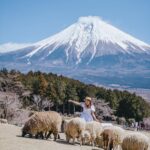 Stella Lee Instagram - Fujinomiya Photo Dump 🗻🇯🇵🌸 Which pic you like most? How to visit Fujinomiya area = ✅ Take shinkansen from Tokyo to Shin Fuji station. Only 1 hour and costs around 5000 yen one way ✅ Rent a car or take local bus or take taxi to explore ✅ Stay at @ogawaso_official Ryokan for authentic local experience and onsen with Mount Fuji view ✅ Visit local areas such as @makainofarm_official , Fujisan Hongu Sengen Taisha, and @mt.fuji_ecotour ✅ Check weather constantly. If it is cloudy, mount fuji might be covered by cloud. Higher chance to see it when it’s winter and sunny day! If you’re tired with the crowded Kawaguchiko, head to this city instead 👀 Thank you @yurisu13 for showing me your city ☺️💖 SAVE and SHARE this tips for future travel ✈️