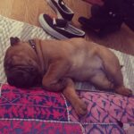Stella Maeve Instagram - Baby Chooch. When I look at this I cry. She was just a teeny tiny. #mybabycho😍💗✨