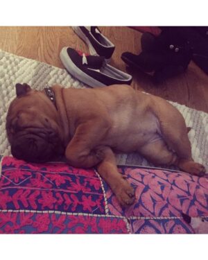 Stella Maeve Instagram - Baby Chooch. When I look at this I cry. She was just a teeny tiny. #mybabycho😍💗✨