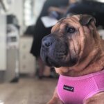 Stella Maeve Instagram - This Little Nugget Turns 4 Today.