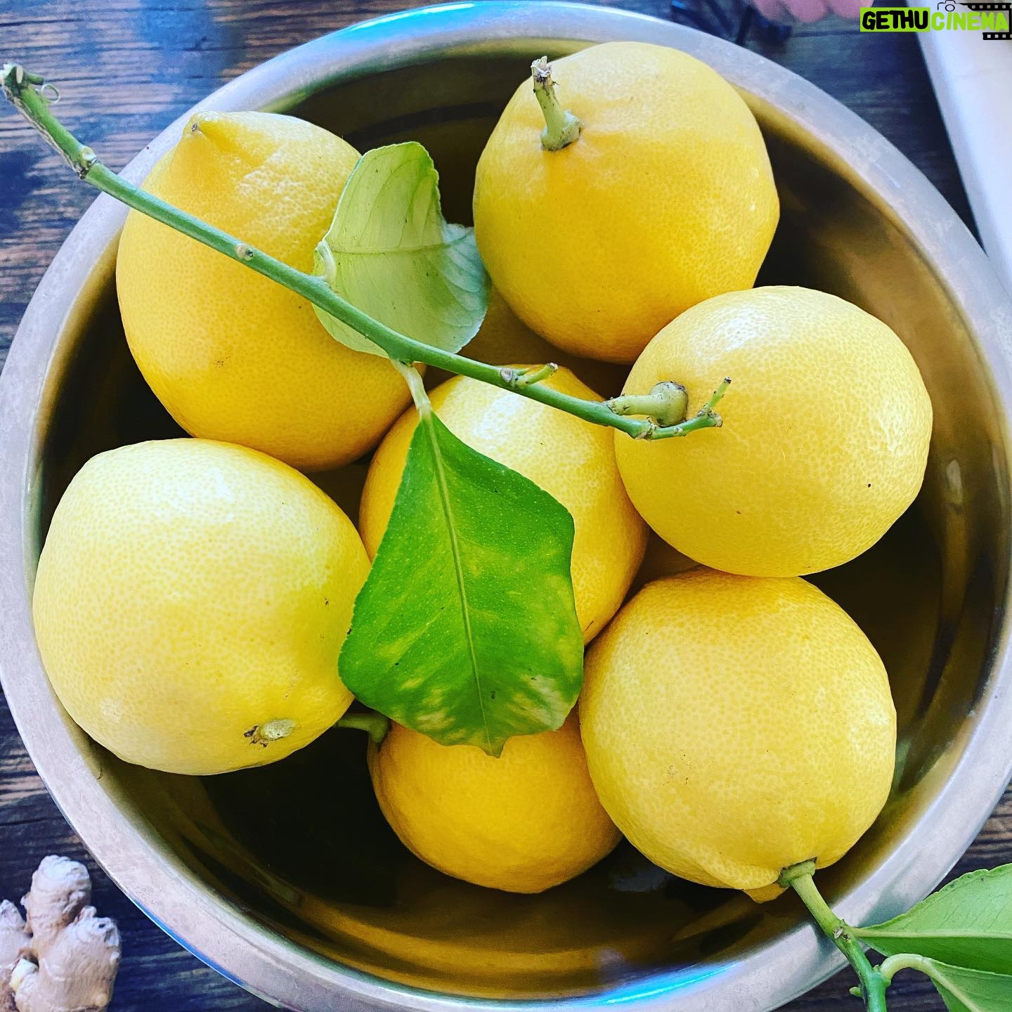 Stella Maeve - 7.9K Likes - Fresh Lemons from the Lemon Tree 🍋