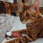 Stephanie Herela Instagram - Coco 🐈 🐾🤎