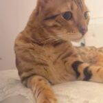 Stephanie Herela Instagram - Coco 🐈🤎 #bengal #cat #catlover #bengalcats