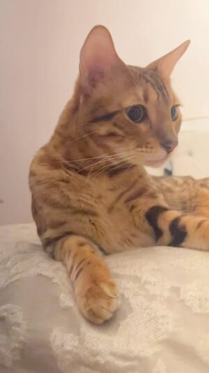 Stephanie Herela Instagram - Coco 🐈🤎 #bengal #cat #catlover #bengalcats
