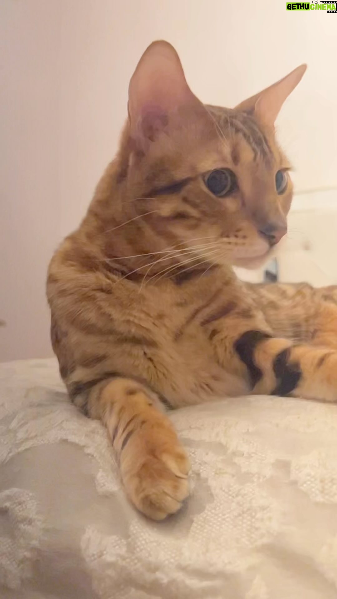 Stephanie Herela - 118 Likes - Coco 🐈🤎 #bengal #cat #catlover #bengalcats