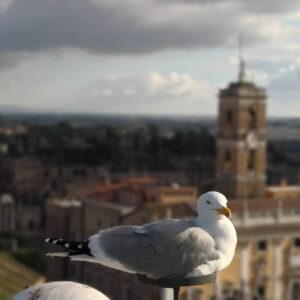 Su Kutlu Instagram - gabbiano