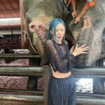 Sumitra Duangkaew Instagram - Mission : taking nice pics with Elephants : fail 🥲❌ And.. Not my ear, Mister Elephant 🥲