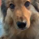 Summer Fontana Instagram - Welcome to the family Hazel Layne Fontana 🤍#adoptdontshop #collie #Hazel #loml