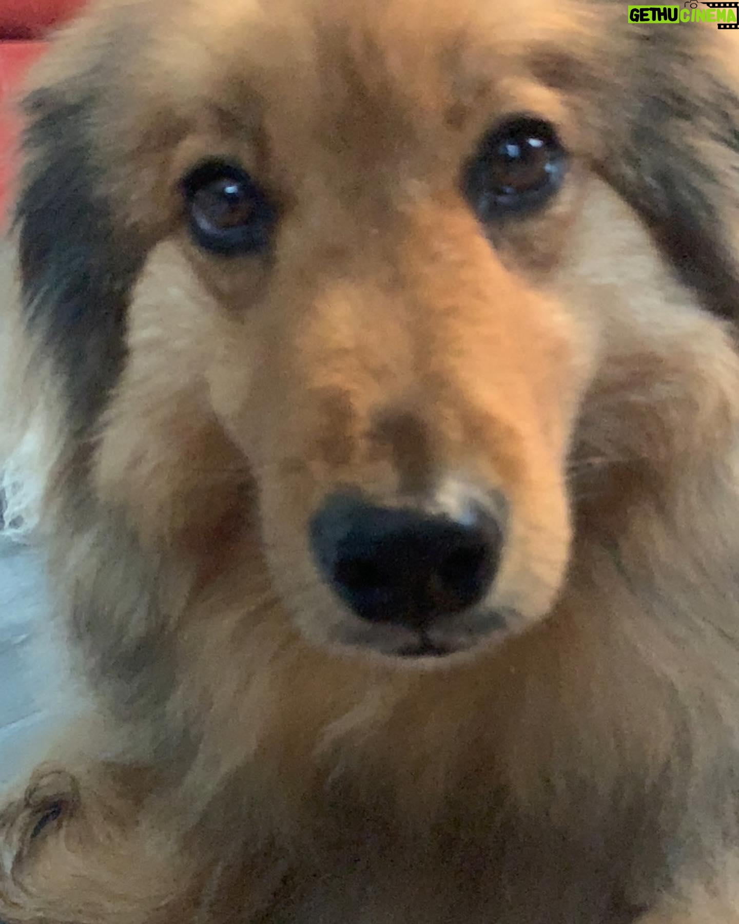 Summer Fontana Instagram - Welcome to the family Hazel Layne Fontana 🤍#adoptdontshop #collie #Hazel #loml
