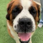 Summer Fontana Instagram - Meet Cleopatra 👑 she is a beautiful Saint Bernard with a charming smile and warm heart :) Me and my mom have a passion for dogs, so when we saw this sweet girl at @wagsandwalks we knew we had to post about her!! She is up for adoption and is a true gem of a dog. Visit wagsandwalks.org to look into adopting Cleopatra and all the good home deserving dogs there. ❤️ #wagsandwalks #adoptme #california #nokillshelter #adoptdontshop