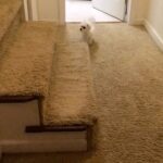 Summer Fontana Instagram - Happy Birthday Barkley This slo mo was the first thing I ever took on my phone when he was only a few months old 🥺well today my little man turns 4. Love you barkles