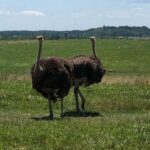 Summer Fontana Instagram - Thank you @visitthewilds for an amazing experience! What a great way to support #animalconservation in a natural habitat 🥰🦒🦓🦜 @summers_mom1