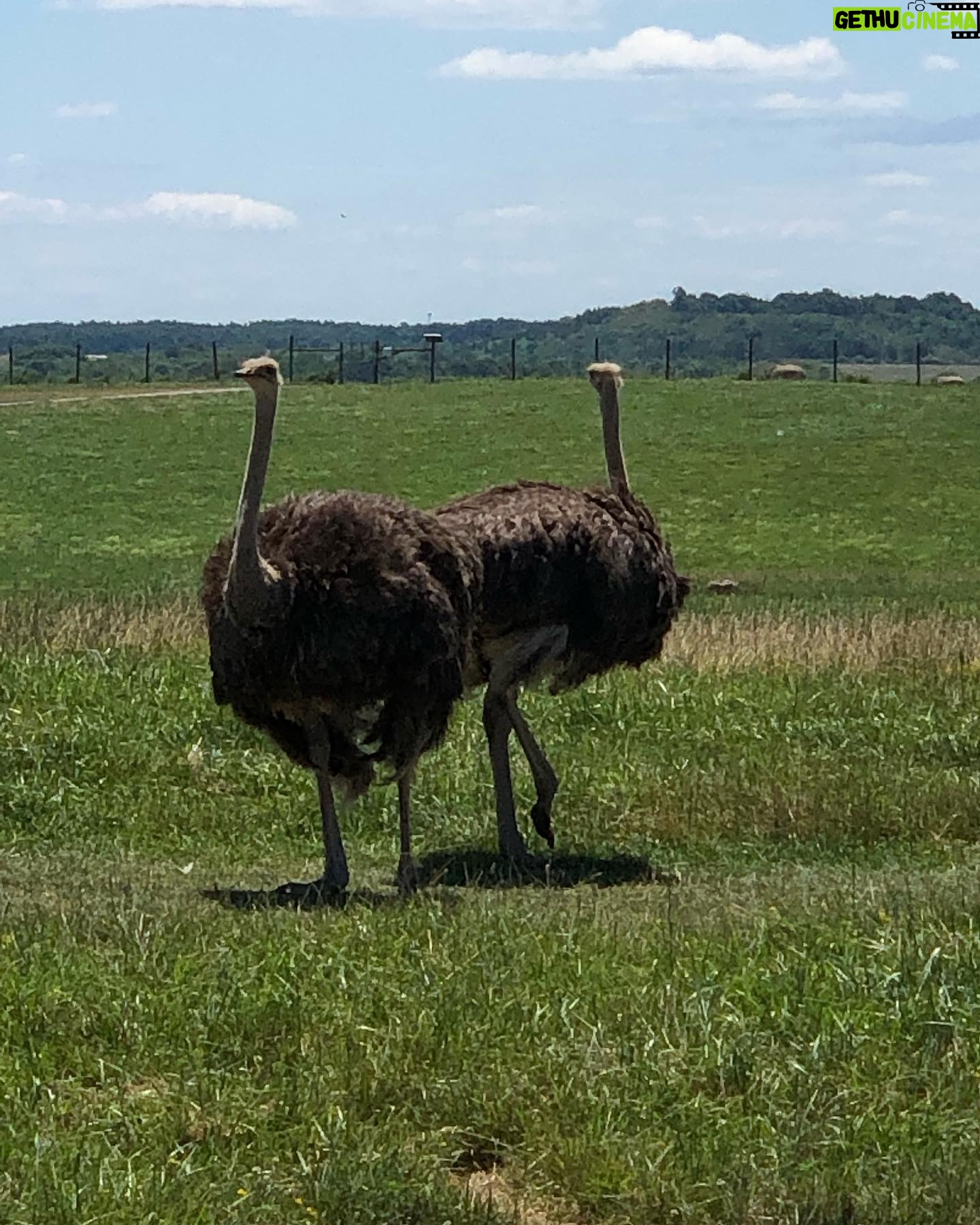 Summer Fontana Instagram - Thank you @visitthewilds for an amazing experience! What a great way to support #animalconservation in a natural habitat 🥰🦒🦓🦜 @summers_mom1