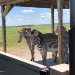 Summer Fontana Instagram - Thank you @visitthewilds for an amazing experience! What a great way to support #animalconservation in a natural habitat 🥰🦒🦓🦜 @summers_mom1