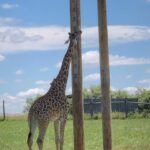 Summer Fontana Instagram - Thank you @visitthewilds for an amazing experience! What a great way to support #animalconservation in a natural habitat 🥰🦒🦓🦜 @summers_mom1