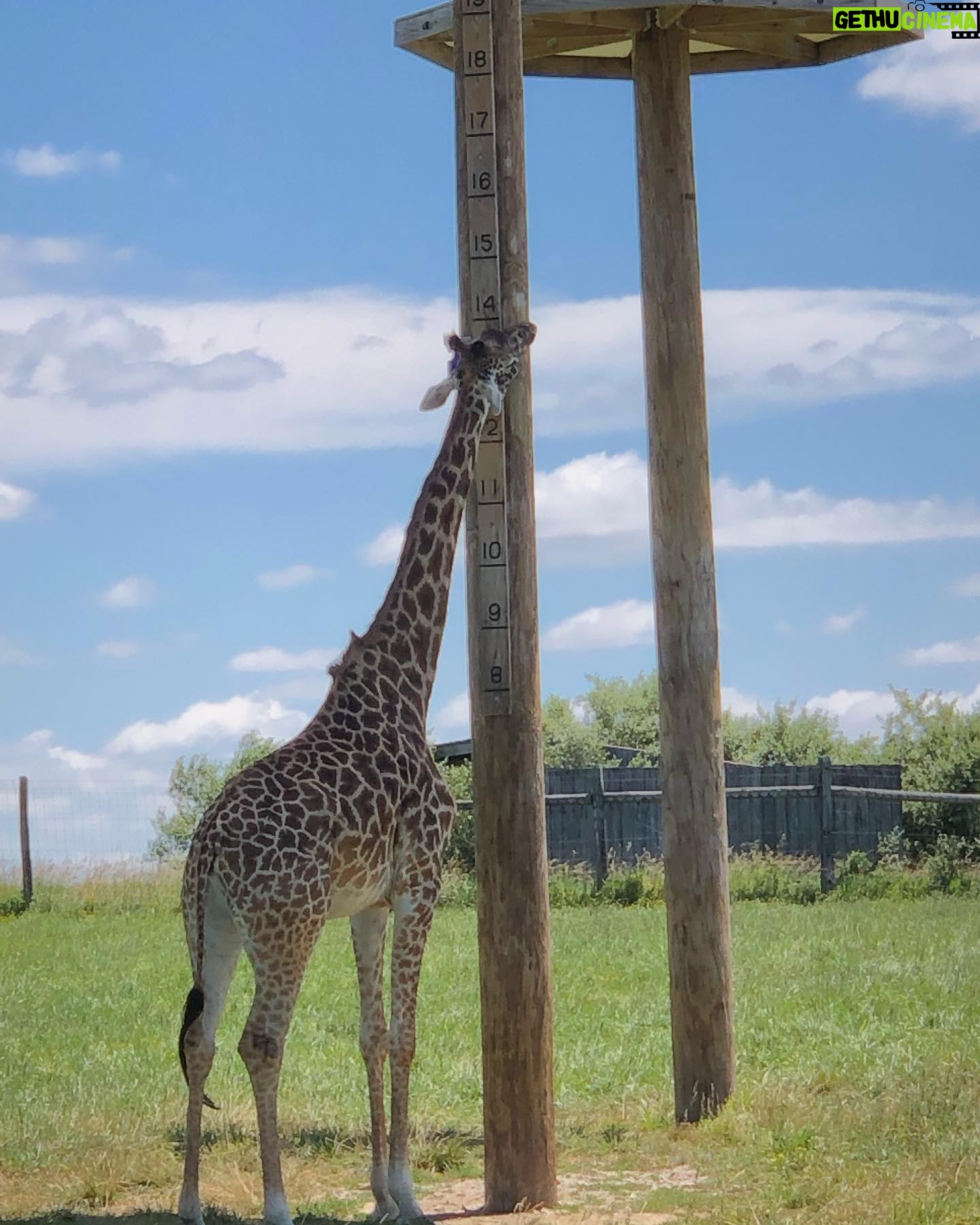 Summer Fontana Instagram - Thank you @visitthewilds for an amazing experience! What a great way to support #animalconservation in a natural habitat 🥰🦒🦓🦜 @summers_mom1