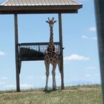 Summer Fontana Instagram - Thank you @visitthewilds for an amazing experience! What a great way to support #animalconservation in a natural habitat 🥰🦒🦓🦜 @summers_mom1
