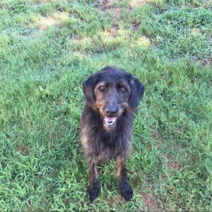 Summer Fontana Instagram - Sweet sweet Cole. Last night he went to heaven…everyday I will miss him. I’m glad he went peacefully, for his sake I’m glad he’s in a better place. Even tho my heart is broken because of his passing, I remember all the good memories with him. Thanks for 14 year bubba, I hope to meet you again soon ❤️‍🩹
