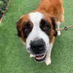 Summer Fontana Instagram - Meet Cleopatra 👑 she is a beautiful Saint Bernard with a charming smile and warm heart :) Me and my mom have a passion for dogs, so when we saw this sweet girl at @wagsandwalks we knew we had to post about her!! She is up for adoption and is a true gem of a dog. Visit wagsandwalks.org to look into adopting Cleopatra and all the good home deserving dogs there. ❤️ #wagsandwalks #adoptme #california #nokillshelter #adoptdontshop