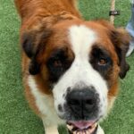 Summer Fontana Instagram - Meet Cleopatra 👑 she is a beautiful Saint Bernard with a charming smile and warm heart :) Me and my mom have a passion for dogs, so when we saw this sweet girl at @wagsandwalks we knew we had to post about her!! She is up for adoption and is a true gem of a dog. Visit wagsandwalks.org to look into adopting Cleopatra and all the good home deserving dogs there. ❤️ #wagsandwalks #adoptme #california #nokillshelter #adoptdontshop