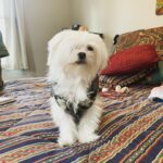 Summer Fontana Instagram - Announcing...Barkley!! Barkley is my youngest brother, (dog) and what he doesn't make up for in size, he sure makes up in personality. 😂 I've finally made an Instagram account for him! Go follow @barklessparkles1 for Barkley content. ;)