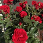 Sumru Yavrucuk Instagram – Şefkatiyle anne kucağını hep sıcak tutan tüm kadınların Anneler Günü kutlu olsun❤️
