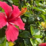 Sunerah Binte Kamal Instagram - 🌺