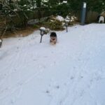 Sung Yu-ri Instagram - ☃️🐷🐵🐰