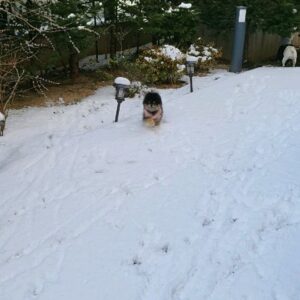 Sung Yu-ri Instagram - ☃️🐷🐵🐰