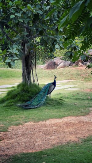Sunitha Varma Instagram - Grace 🦚 
.
.
.
#gracefulbird #naturalegance #birdsofinstagram #peacock #reels #reelsinstagram #peacockstrut